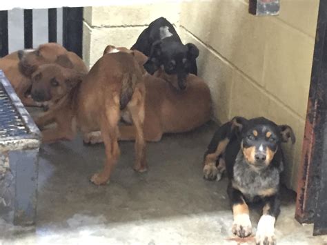 del rio animal control photos